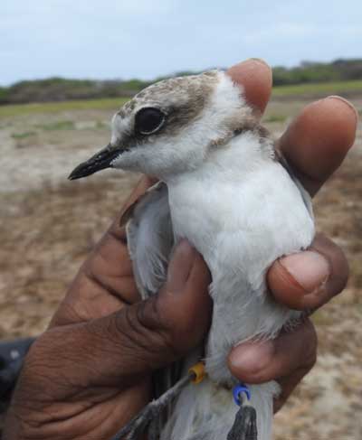 Hanuman Plover; A New Bird To Sri Lanka