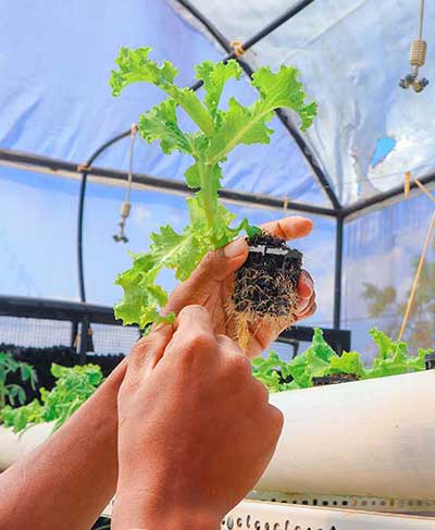 UCIARS Unveils Innovative Automated Hydroponic System