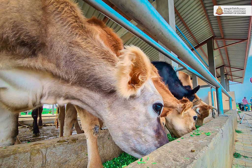 Where Nature Meets Innovation: Life at UCIARS, Waligatte