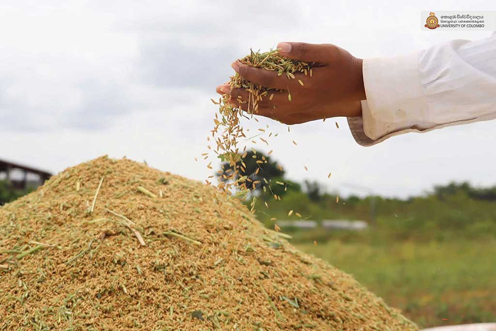 Where Nature Meets Innovation: Life at UCIARS, Waligatte