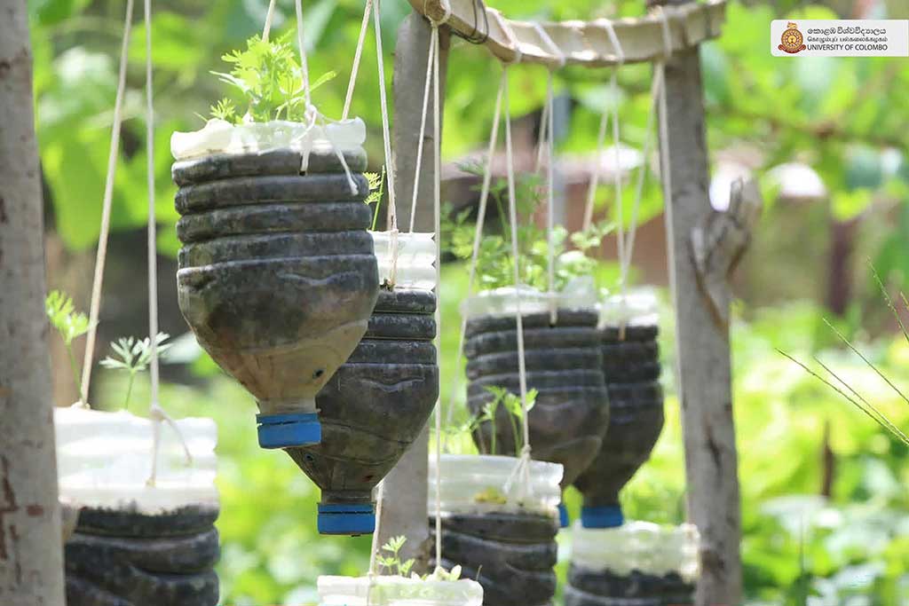 Where Nature Meets Innovation: Life at UCIARS, Waligatte