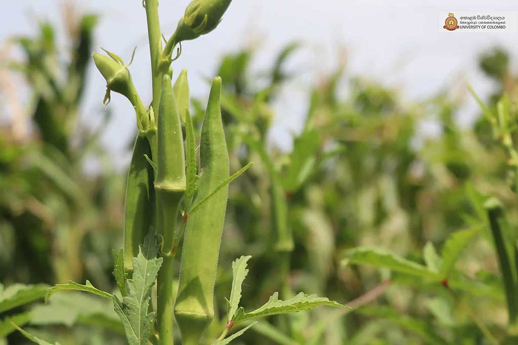 Where Nature Meets Innovation: Life at UCIARS, Waligatte