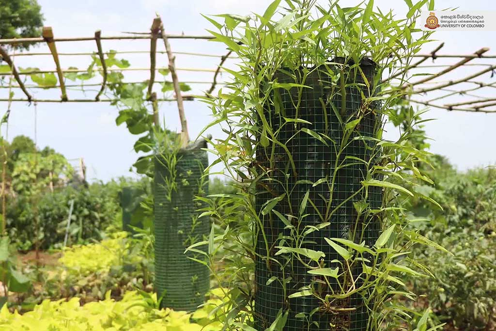 Where Nature Meets Innovation: Life at UCIARS, Waligatte