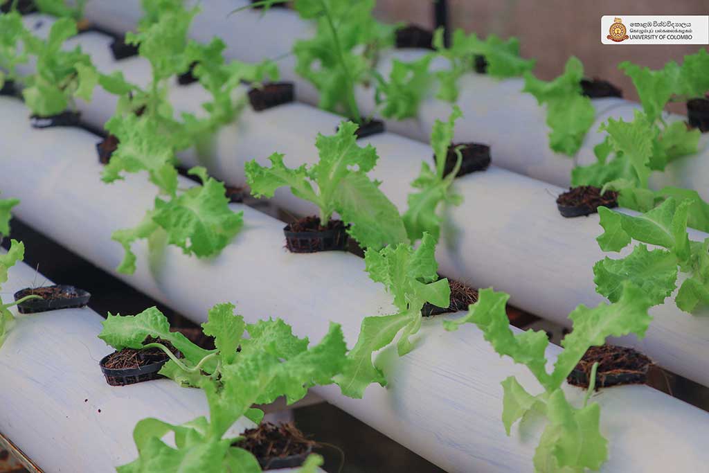 Where Nature Meets Innovation: Life at UCIARS, Waligatte