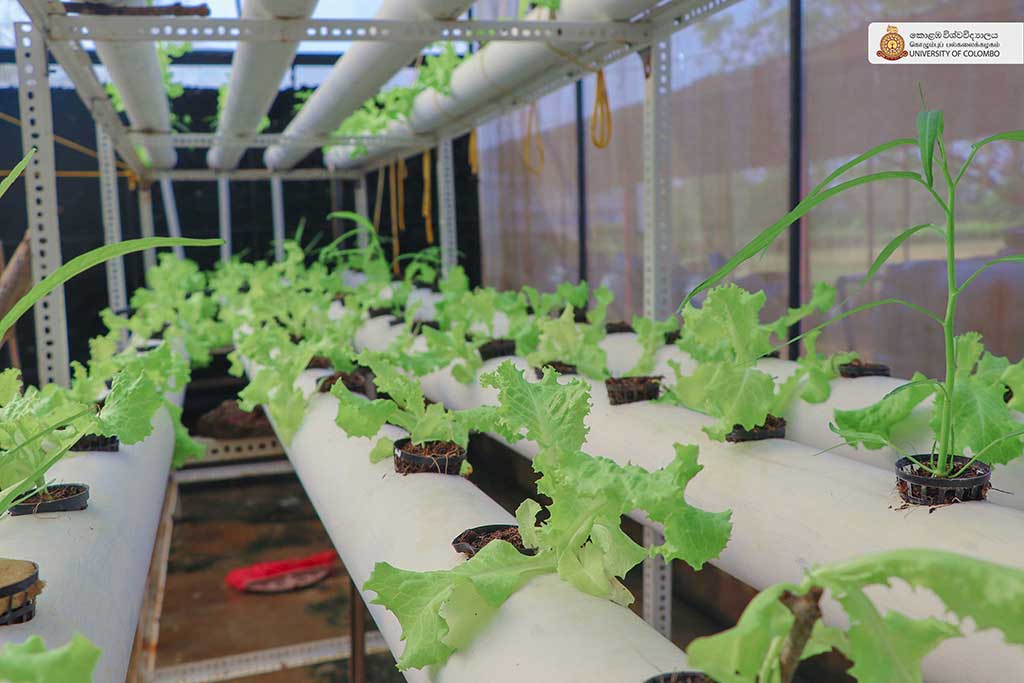 Where Nature Meets Innovation: Life at UCIARS, Waligatte