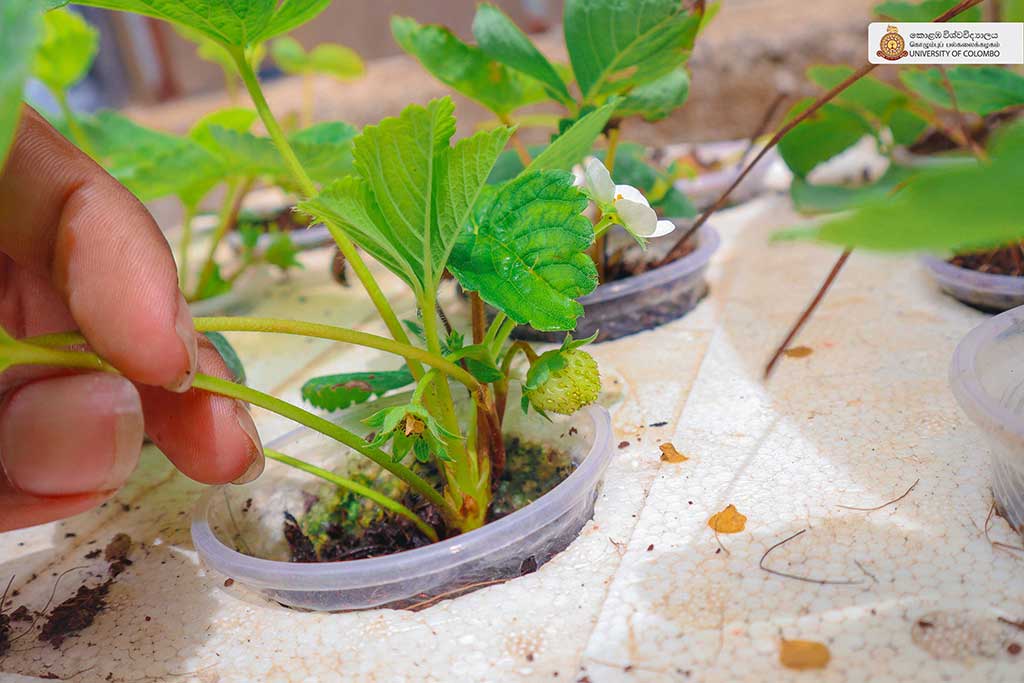 Where Nature Meets Innovation: Life at UCIARS, Waligatte