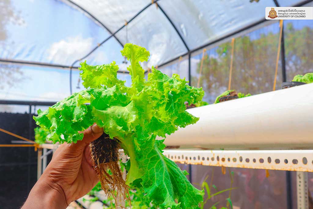 Where Nature Meets Innovation: Life at UCIARS, Waligatte