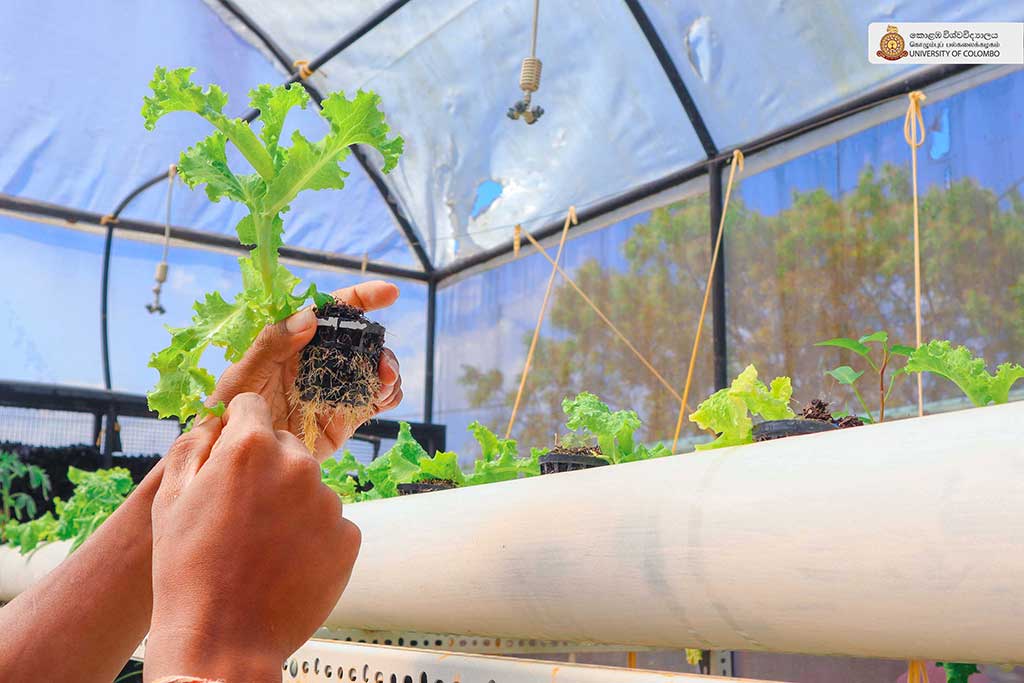 Where Nature Meets Innovation: Life at UCIARS, Waligatte