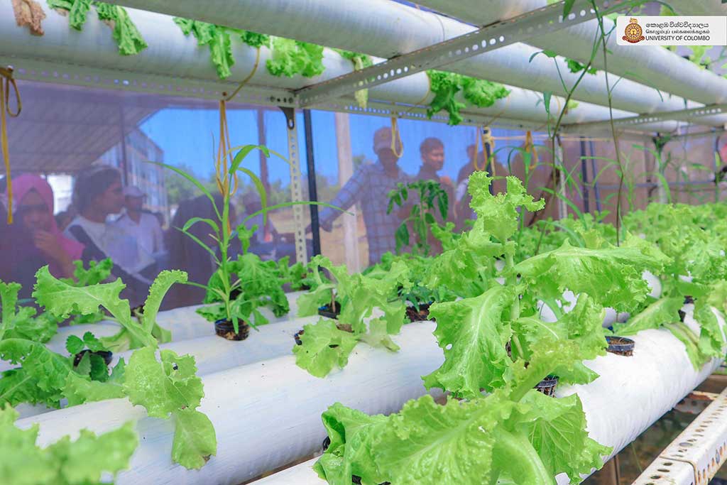 Where Nature Meets Innovation: Life at UCIARS, Waligatte