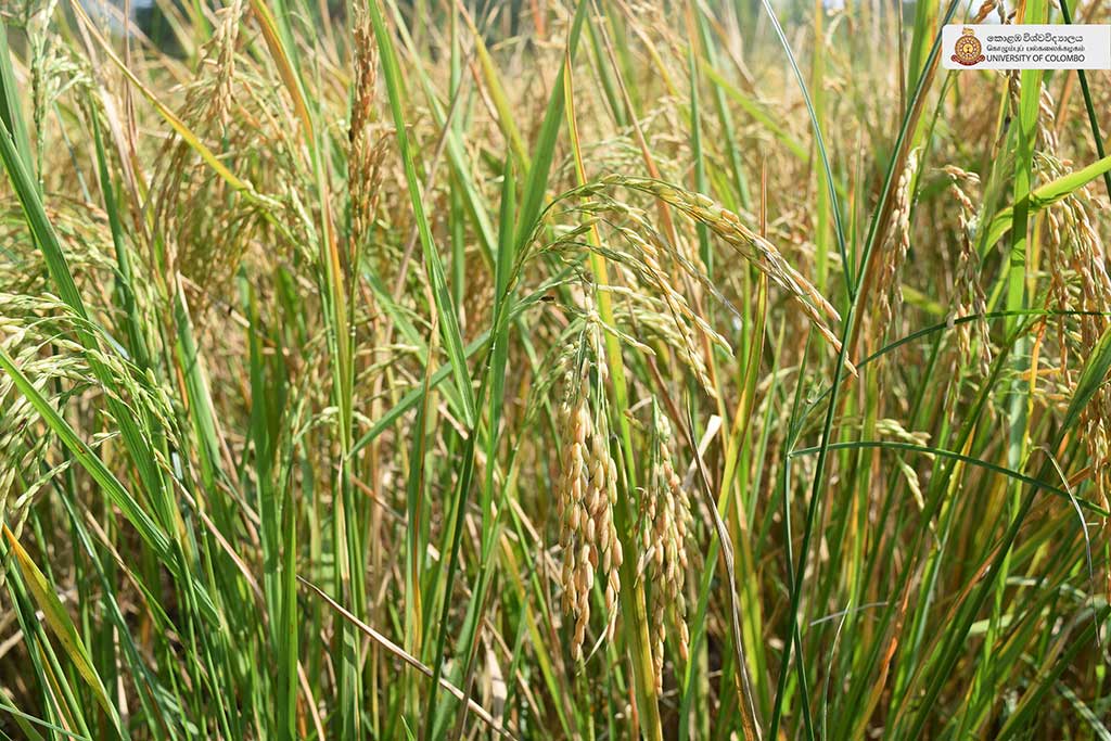 Where Nature Meets Innovation: Life at UCIARS, Waligatte