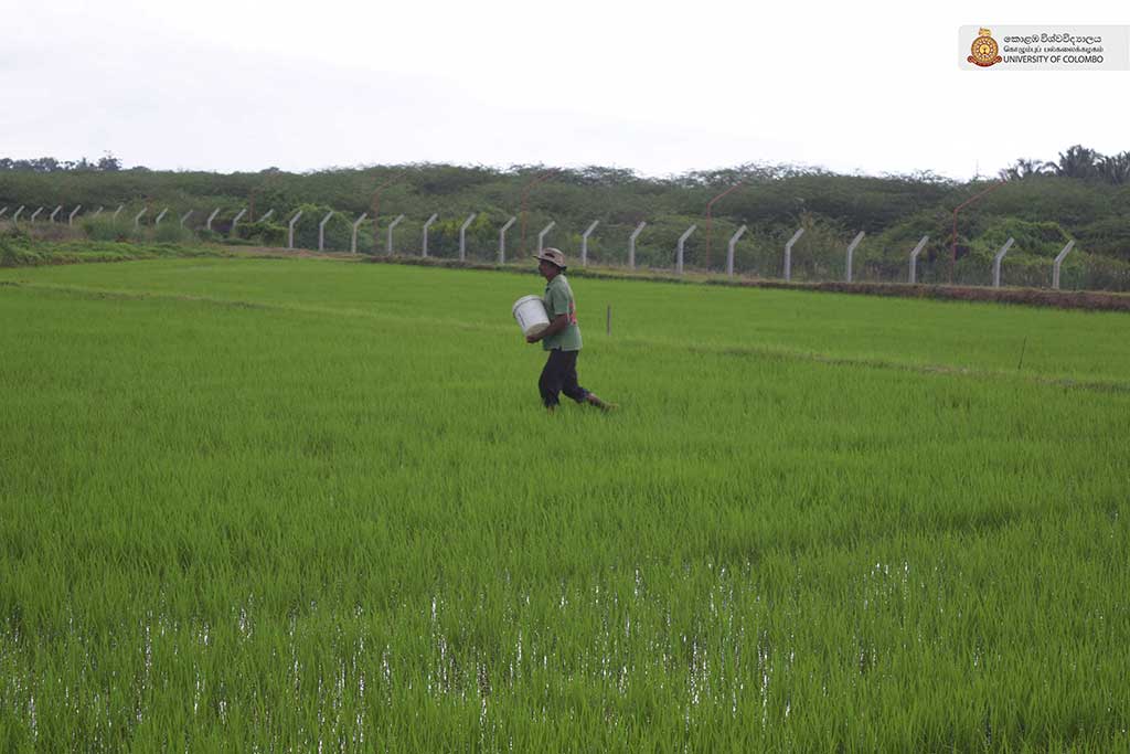 Where Nature Meets Innovation: Life at UCIARS, Waligatte
