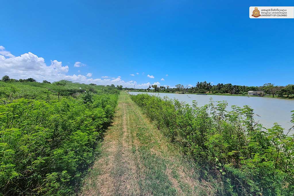 Where Nature Meets Innovation: Life at UCIARS, Waligatte