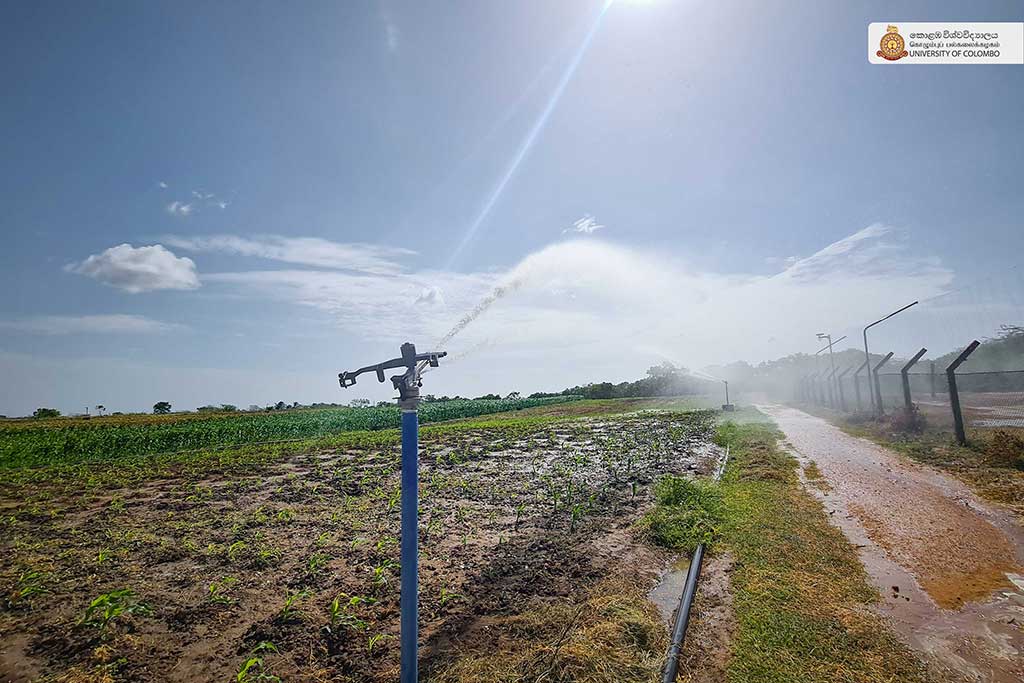 Where Nature Meets Innovation: Life at UCIARS, Waligatte