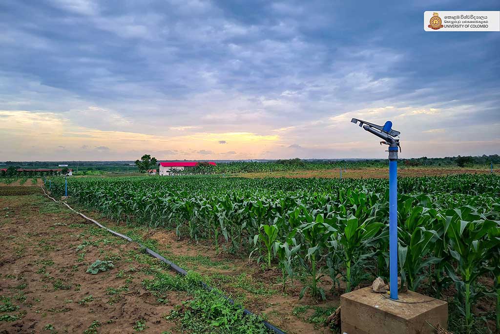 Where Nature Meets Innovation: Life at UCIARS, Waligatte