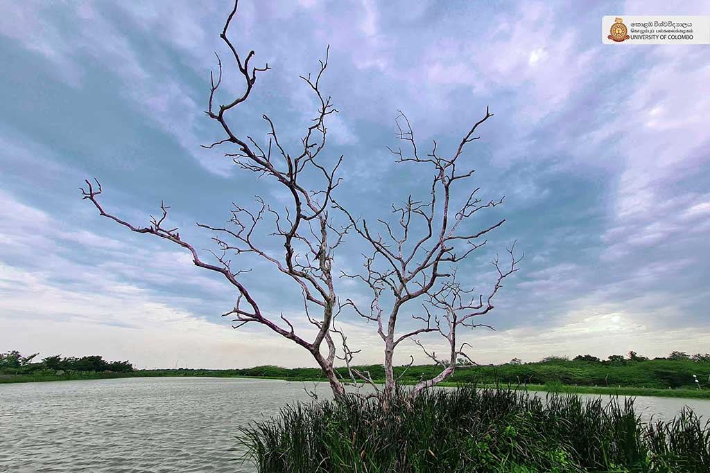 Where Nature Meets Innovation: Life at UCIARS, Waligatte