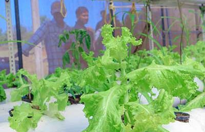 Where Nature Meets Innovation: Life at UCIARS, Waligatte