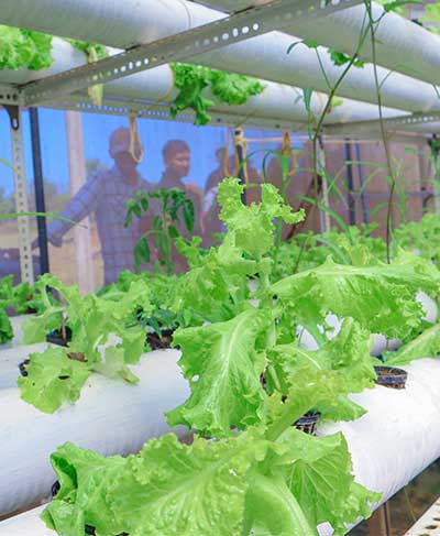 Where Nature Meets Innovation: Life at UCIARS, Waligatte Where Nature Meets Innovation: Life at UCIARS, Waligatte