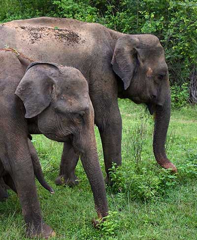 Proximate Nutrients in Selected Forage & Diet Composition of Adult Elephants