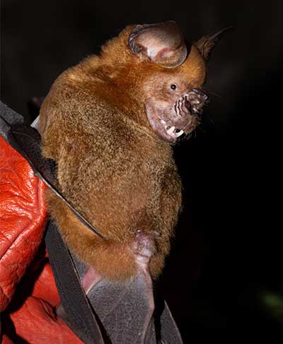 Sri Lankan Bats and Bat-Coronaviruses
