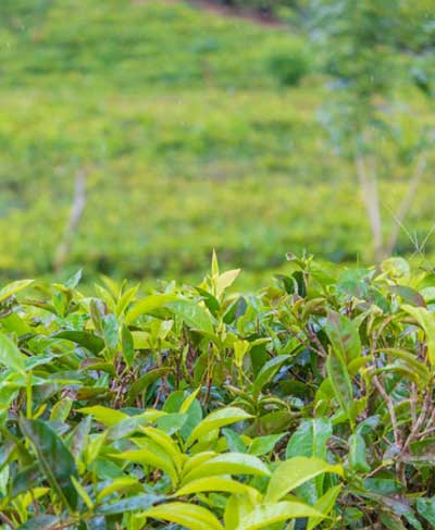 Towards a Greener Future in Sri Lankan Export Agriculture | University ...