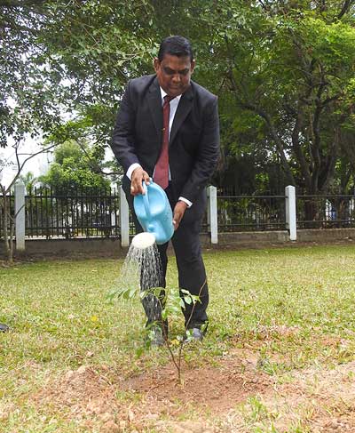 Tree Plantation around the University Ground Premises