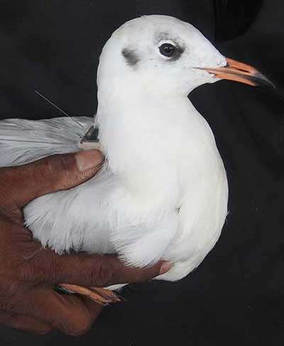 FOGSL, University of Colombo unravels the mysterious migratory journeys of enigmatic waterbirds of Sri Lanka